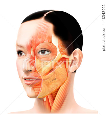 Female Face Muscle Anatomy - ANATOMY STRUCTURE