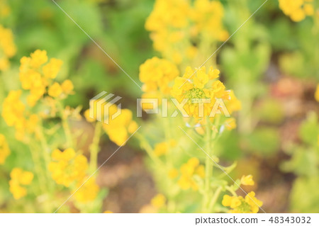 Rape blossoms Spring color 48343032
