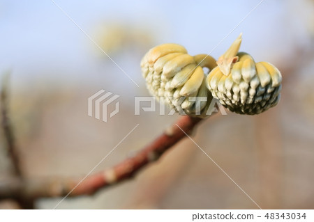 Mitumata花 48343034
