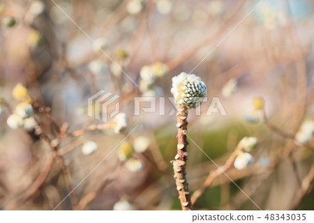 Mitumata花 48343035