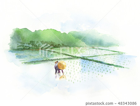 Free Rice Field Background Illustrations And Posters Drawings Art