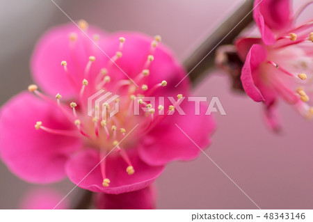 紅色李子的圖片 紅色李子的圖片 48343146