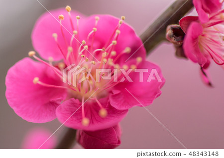紅色李子的圖片 紅色李子的圖片 48343148