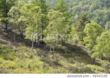 白樺林 白樺林 48343149