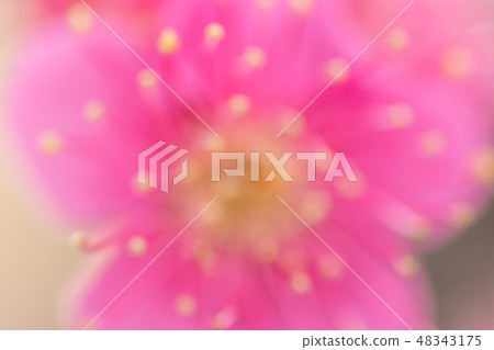 Background material · red plum Background material · red plum 48343175