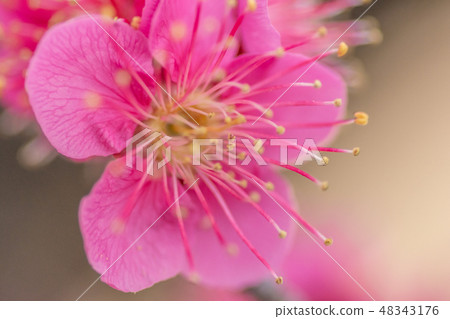 Picture of red plum 48343176