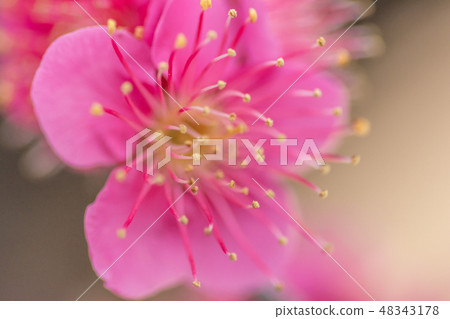 Picture of red plum Picture of red plum 48343178