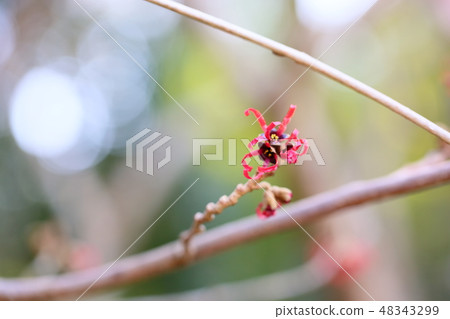 Flowers all flowers 48343299