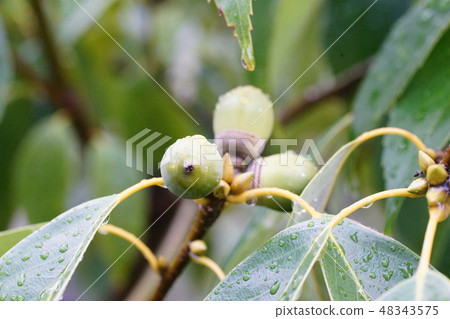 Arakashi no acorn 48343575