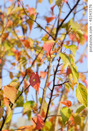 Autumn leaves of Yoshino cherry tree 48343576