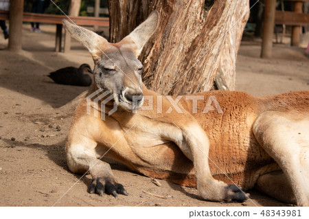 Australian popular animal popular kangaroo lies down Australian popular animal popular kangaroo lies down 48343981