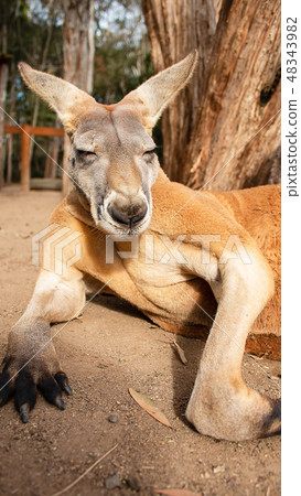 Australian animal popular kangaroo break Australian animal popular kangaroo break 48343982