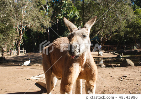 澳大利亞動物流行的袋鼠 澳大利亞動物流行的袋鼠 48343986