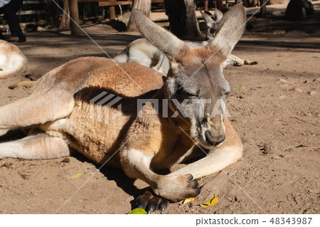 澳大利亞動物流行的袋鼠躺下來放鬆 澳大利亞動物流行的袋鼠躺下來放鬆 48343987