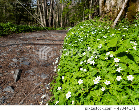 Nirinso blooming along the promenade Nirinso blooming along the promenade 48344171