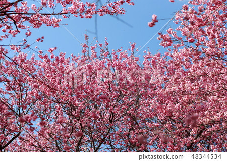 櫻桃樹 48344534