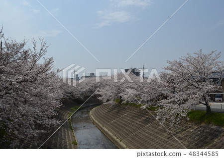 Spring full bloom 48344585