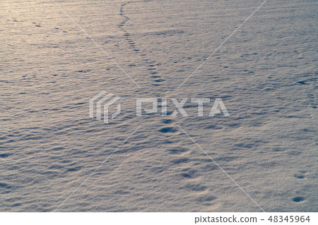 在雪地上的腳印 在雪地上的腳印 48345964