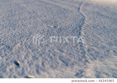 在雪地上的腳印 在雪地上的腳印 48345965