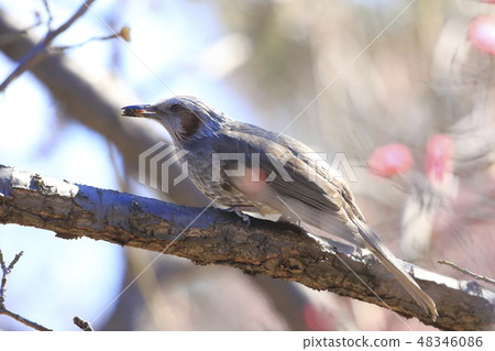 在一個棕色的球莖與食物 48346086