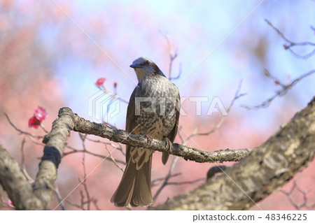 熊天棕色電燈泡春天 48346225