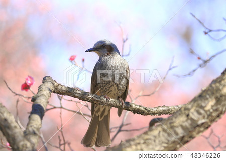 熊天棕色電燈泡春天 48346226