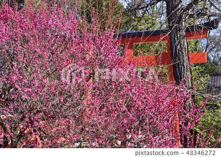 Shimogamo Shrine羽毛梅花 48346272