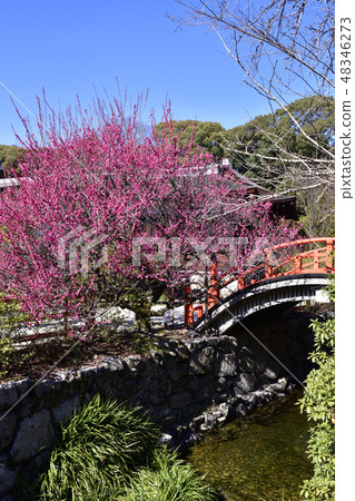 Shimogamo Shrine羽毛梅花 48346273