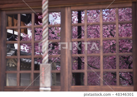 Choshuji Temple Okame Cherry Blossoms (Akame cherry tree) Choshuji Temple Okame Cherry Blossoms (Akame cherry tree) 48346301