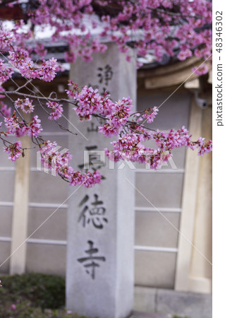 Choshuji Temple Okame Cherry Blossoms (Akame cherry tree) Choshuji Temple Okame Cherry Blossoms (Akame cherry tree) 48346302