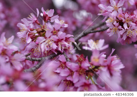 Choshuji Temple Okame Cherry Blossoms (Akame cherry tree) Choshuji Temple Okame Cherry Blossoms (Akame cherry tree) 48346306