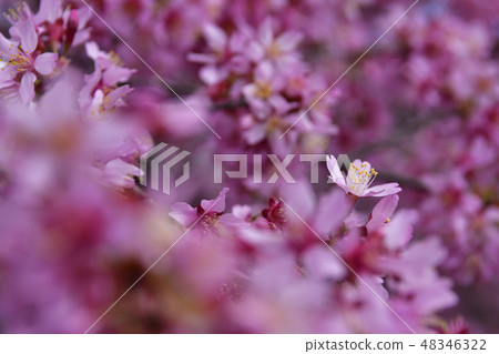 Choshuji Temple Okame櫻花（Akame櫻花） 48346322