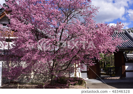 Choshuji Temple Okame櫻花（Akame櫻花） 48346328