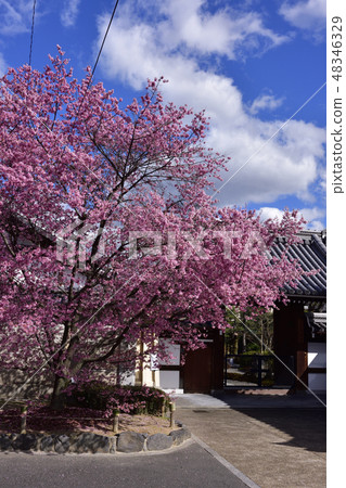 Choshuji Temple Okame Cherry Blossoms (Akame cherry tree) 48346329