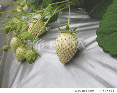 Strawberry hunting White strawberries were also sweet 48346353