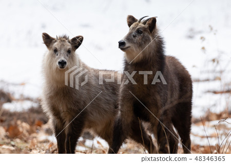 A couple of Japanese serow 48346365