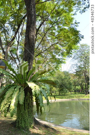 Park in Bangkok · Peace Park · Santi Fap Park 48346733