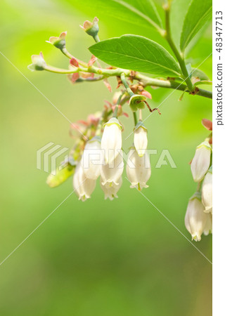 Blueberry flowers 48347713