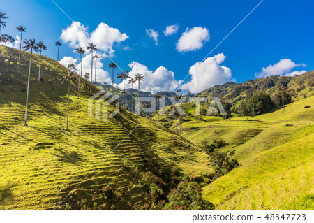Bosque De Palma De Cera La Samaria San Felix Salamina Caldas Col 48347723