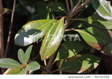 Sharin Bai · Wheel plum (Rosaceae) Wood skin, crape, tree's body, hulls, bark, wood grain) 48348389