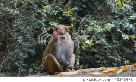 Monkey. Monkey macaque in the rain forest. Monkeys in the natural environment. 48348478