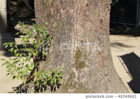 Camphor · camphor (Camphaceaceae) Skin, chestnut, tree's body, hulls, bark, wood grain) 48348681