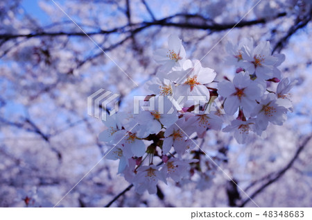 Cherry Blossoms	 48348683