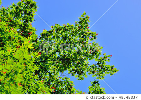 Yokohama Sankei Garden blue maple Yokohama Sankei Garden blue maple 48348837