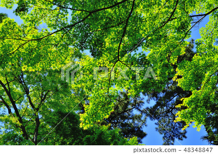 Yokohama Sankei Garden blue maple Yokohama Sankei Garden blue maple 48348847