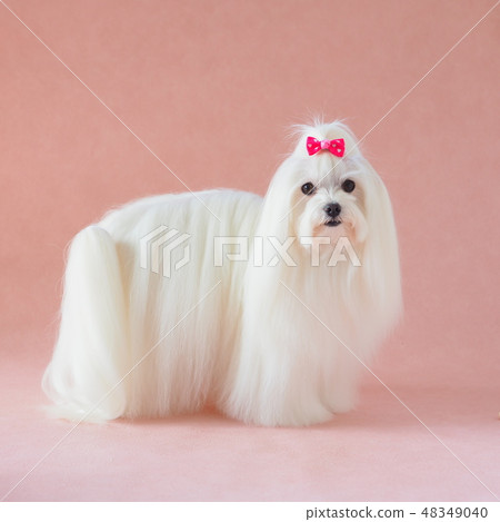 Maltese 48349040