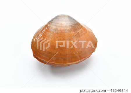 Foodstuffs "Aoyagi" "Aoyagi" "Ao Yagi" "Bakagai" "Ma Kaige" "Idiot shell". Seawater bivalves. 48349844