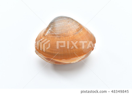 Foodstuffs "Aoyagi" "Aoyagi" "Ao Yagi" "Bakagai" "Ma Kaige" "Idiot shell". Seawater bivalves. 48349845