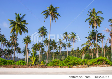 Palm trees and the sky bright on beautiful beach. 48350053