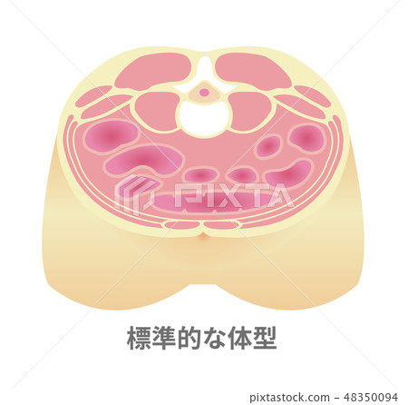 腹部圖/標準體形 48350094